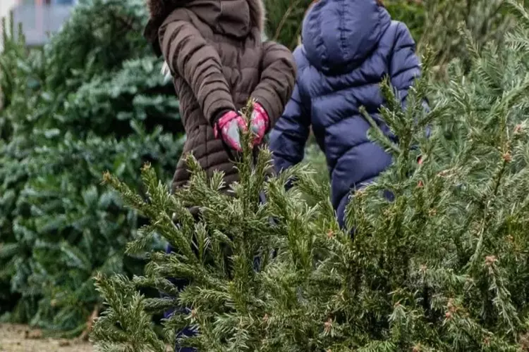 Breng uw kerstboom naar een inleverpunt