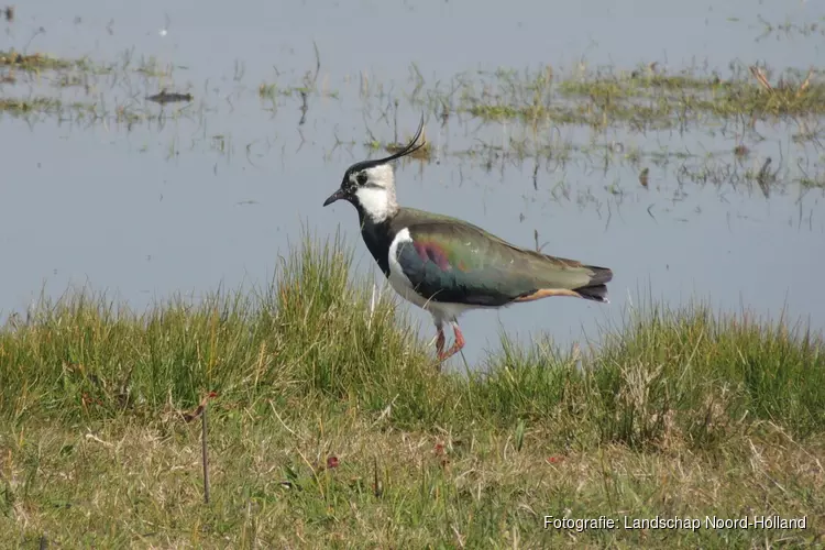 Vogelweek: Vaar mee naar de boerenlandvogels in de Eilandspolder