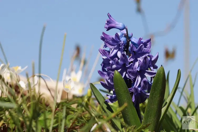 Tot midden in de week nachtvorst en zonneschijn, daarna zachter en wisselvalliger