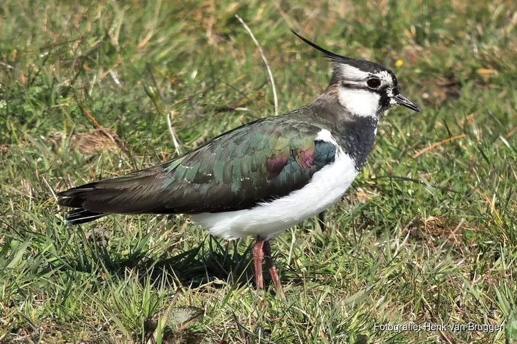 Weidevogelseizoen 2019 in Noord-Holland wisselend en heel gespreid