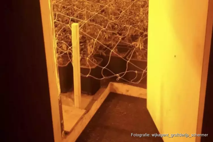 Hennepkwekerij met 900 planten opgerold op bedrijventerrein Stompetoren