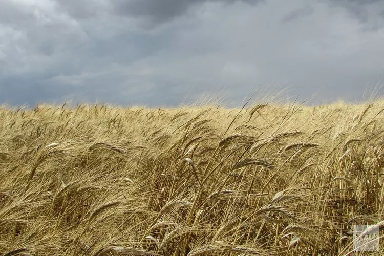 Zachte temperaturen met veel wind, later in de week een stuk frisser