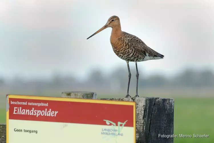 Kinderexcursie naar weidevogels in Eilandspolder