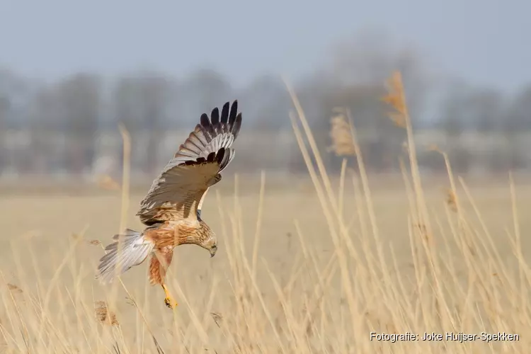 Op zoek naar roofdieren in de Eilandspolder