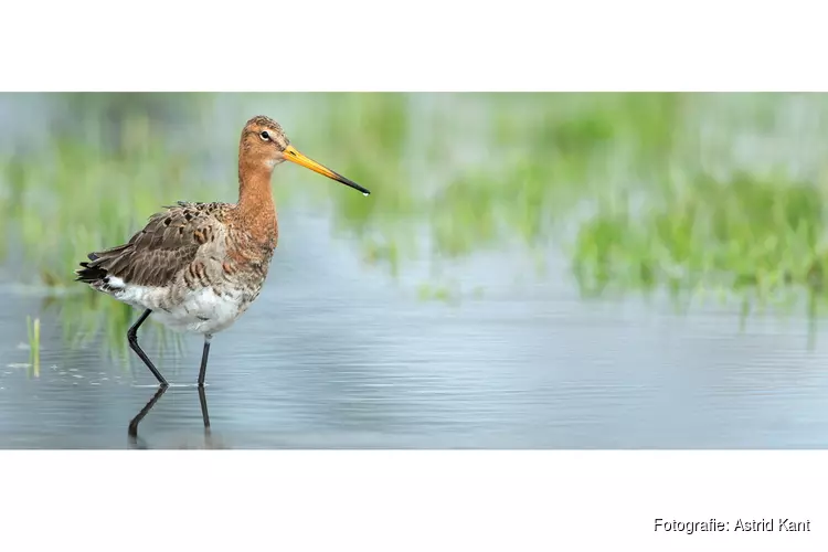 Vaartocht naar bijzondere vogels in de Eilandspolder